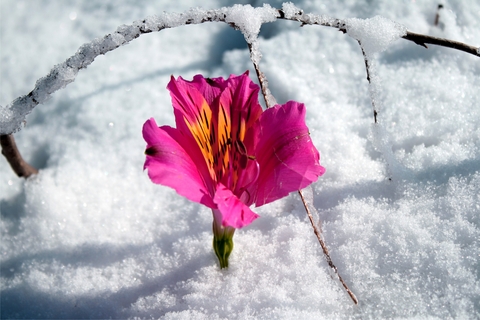 flower in snow